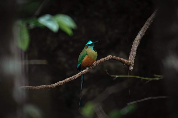 Can AI-Enhanced Genomic Data Analysis Accelerate Personalized Cancer Treatment Plans?